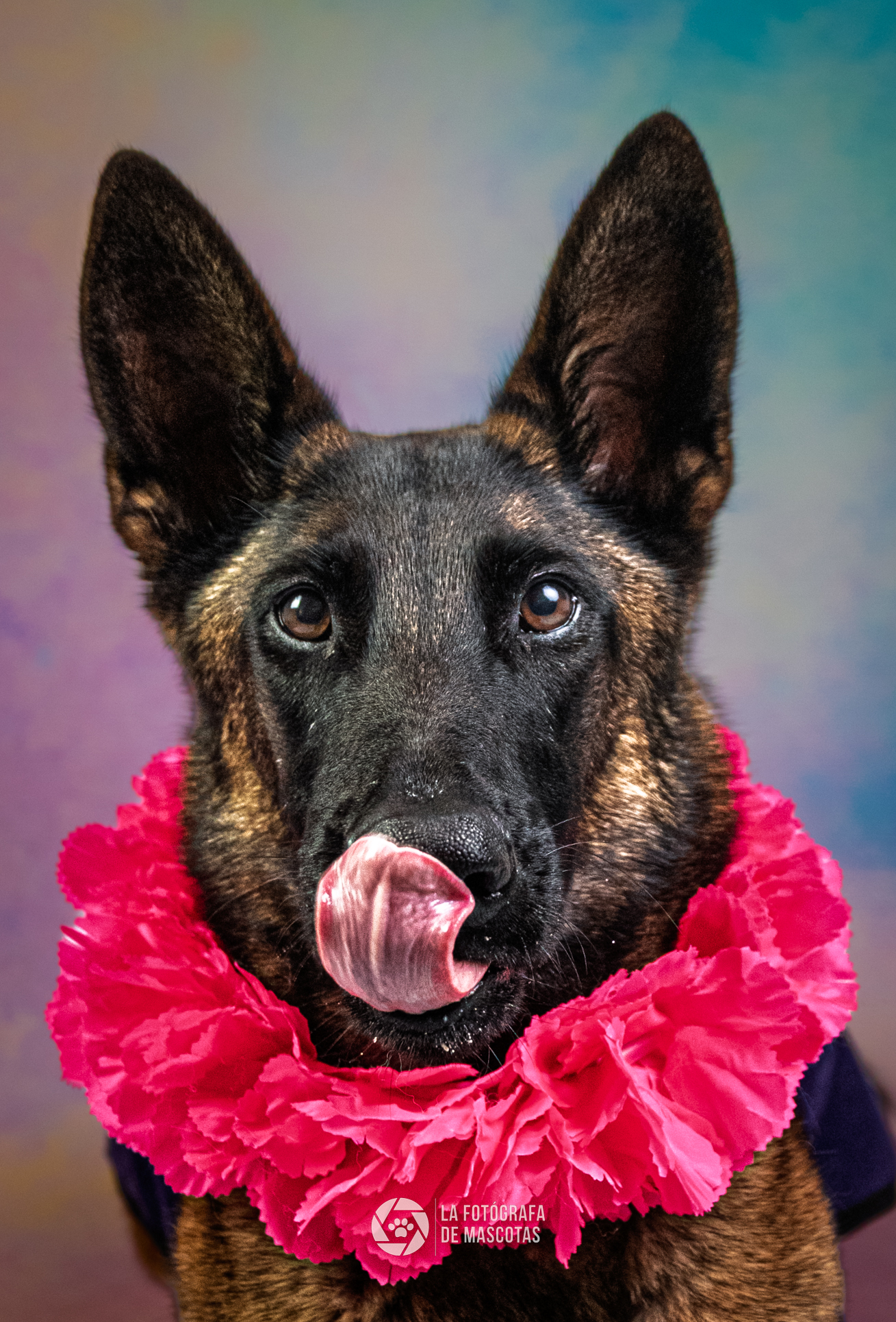 La fotógrafa de mascotas