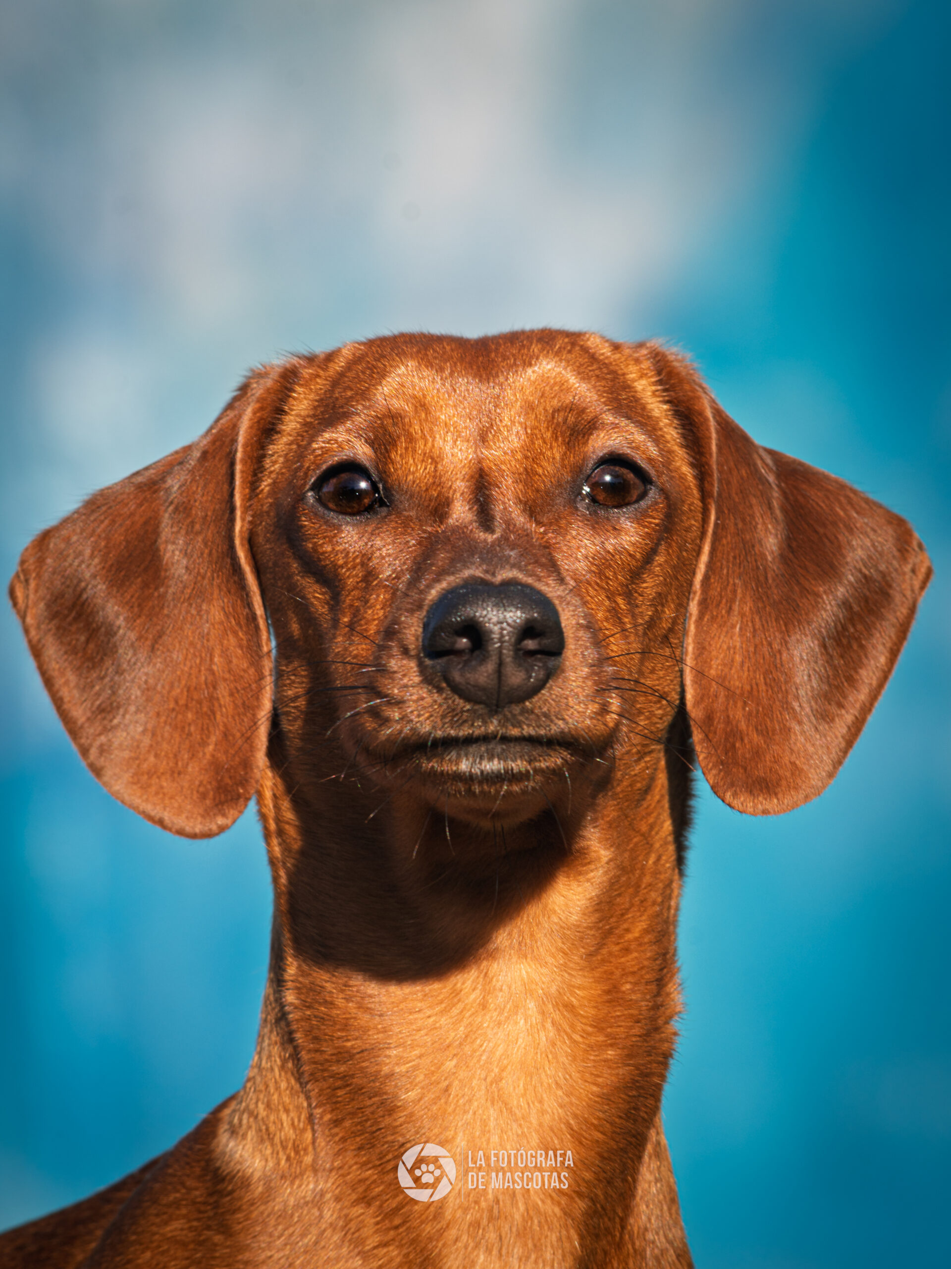 La fotógrafa de mascotas