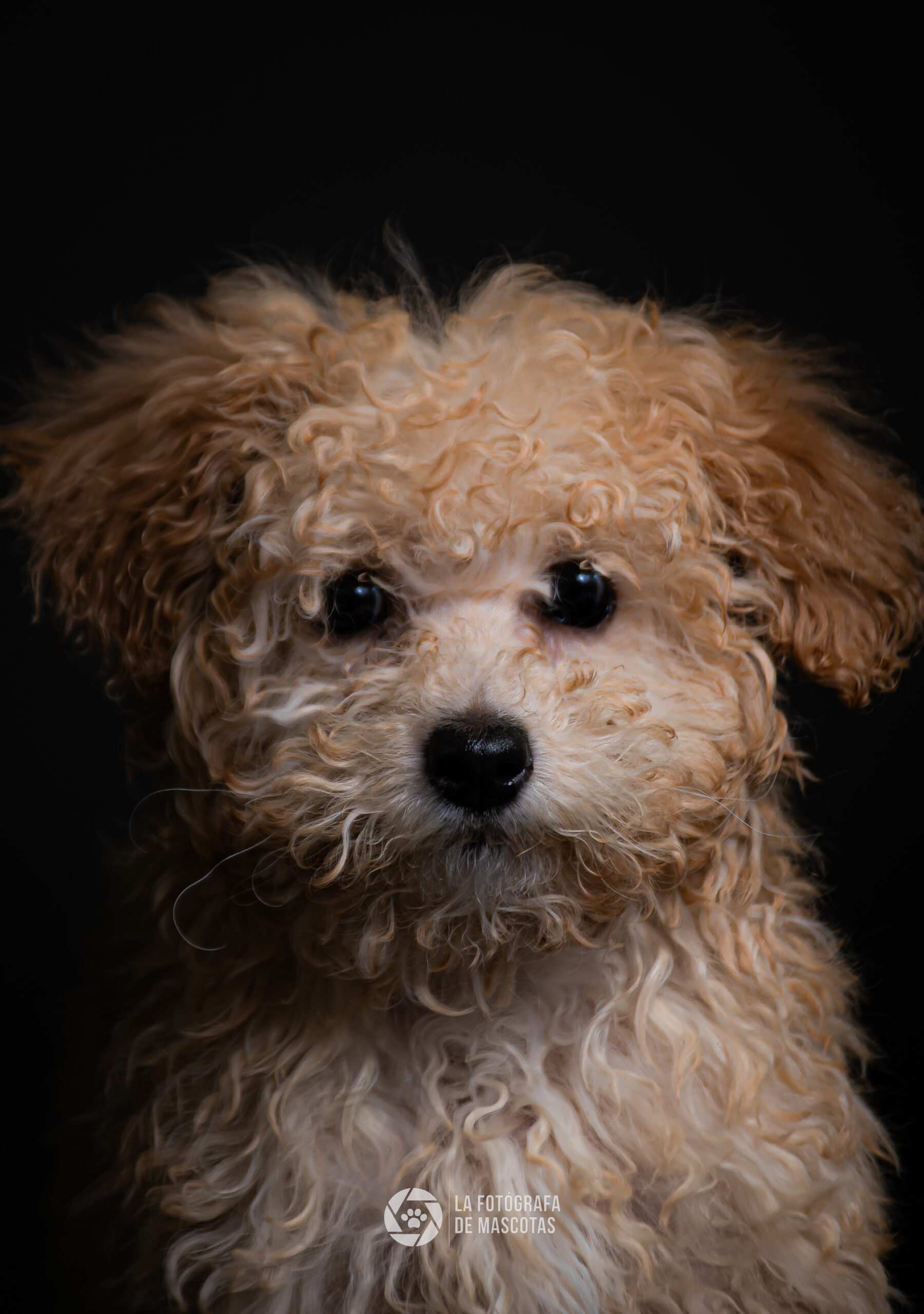 La fotógrafa de mascotas